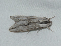 Sphinx dollii