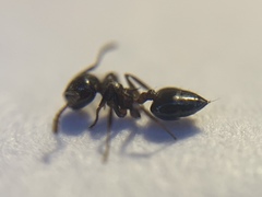Crematogaster lineolata