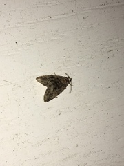 Protodeltote muscosula