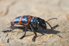 Crabronites equestris