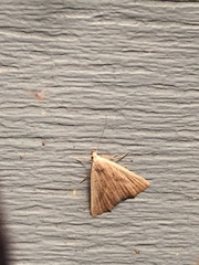 Macrochilo louisiana