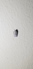 Flatoidinus punctatus