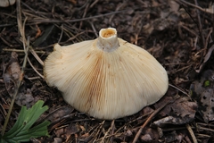 Lactarius resimus
