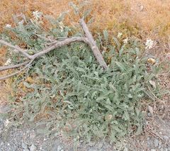 Astragalus nuttallii