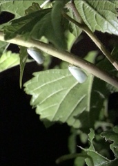Flatormenis proxima