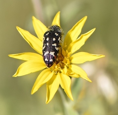 Acmaeodera rubronotata