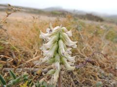 Astragalus nuttallii