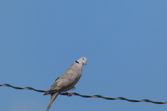 Streptopelia decaocto