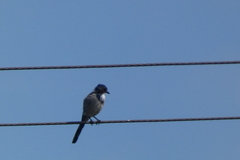 Aphelocoma californica