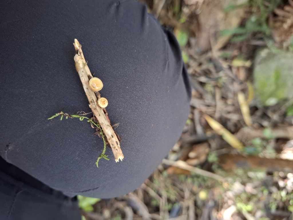 Crucibulum simile · April 2025 · photo: © armillariabianca (iNaturalist, cc0)