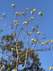 Cochlospermum gillivraei