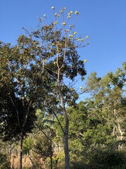Cochlospermum gillivraei