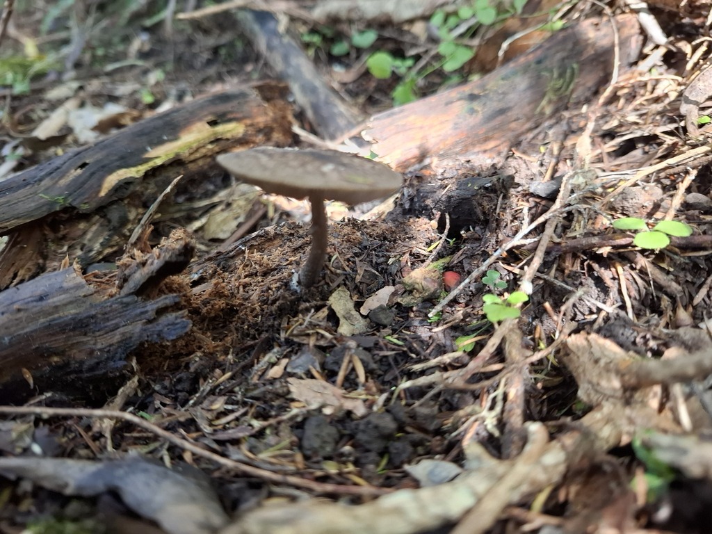 Pluteus velutinornatus · April 2025 · photo: © armillariabianca (iNaturalist, cc0)