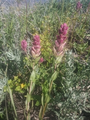 Castilleja rhexiifolia