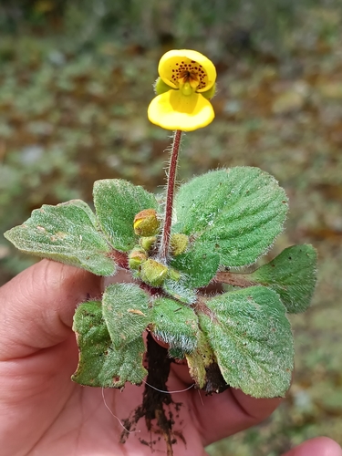 Calceolaria scapiflora (Calceolaria scapiflora)