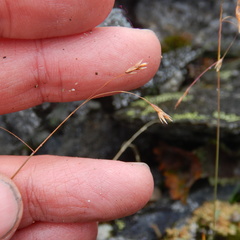 Poa paucispicula