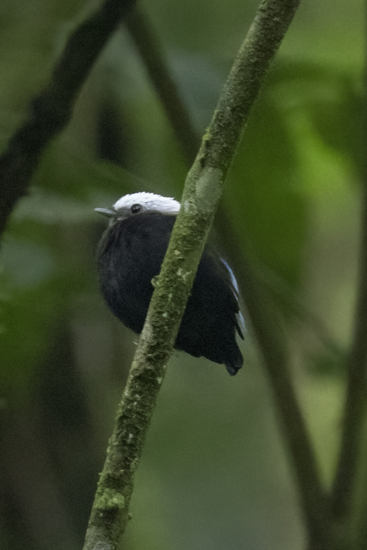 Blue-rumped Manakin (Lepidothrix isidorei), photo 4