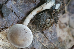 Cortinarius perviolaceus