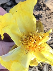 Cochlospermum gillivraei