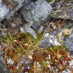 Poa paucispicula