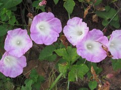 Ipomoea orizabensis novogaliciana
