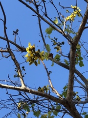 Cochlospermum gillivraei