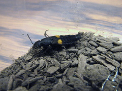 Platydracus fossator