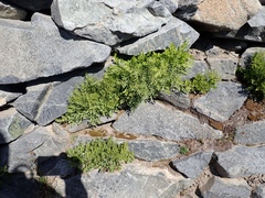 Cryptogramma cascadensis