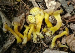 Hygrocybe caespitosa
