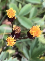 Packera pauciflora