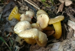 Hygrocybe caespitosa