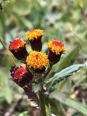 Packera pauciflora