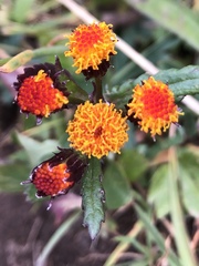 Packera pauciflora