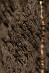 Cryptostroma corticale