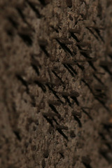 Cryptostroma corticale