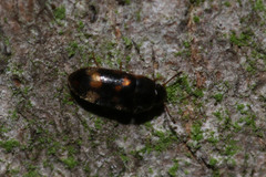 Litargus connexus