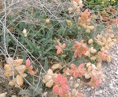 Astragalus nuttallii