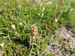 Castilleja cryptantha