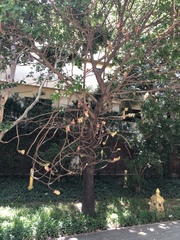 Couroupita guianensis