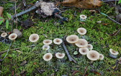 Lactarius griseus