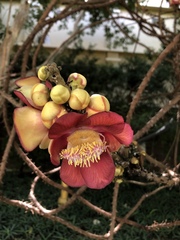 Couroupita guianensis