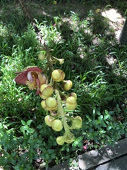 Couroupita guianensis
