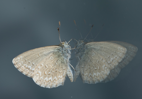 Lesser Grass Blue, photo 3 of 9