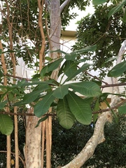 Couroupita guianensis