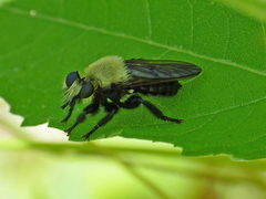Laphria virginica