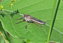 Machimus lecythus