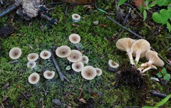 Lactarius griseus