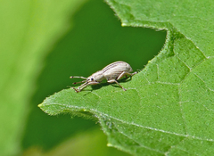 Aphrastus taeniatus