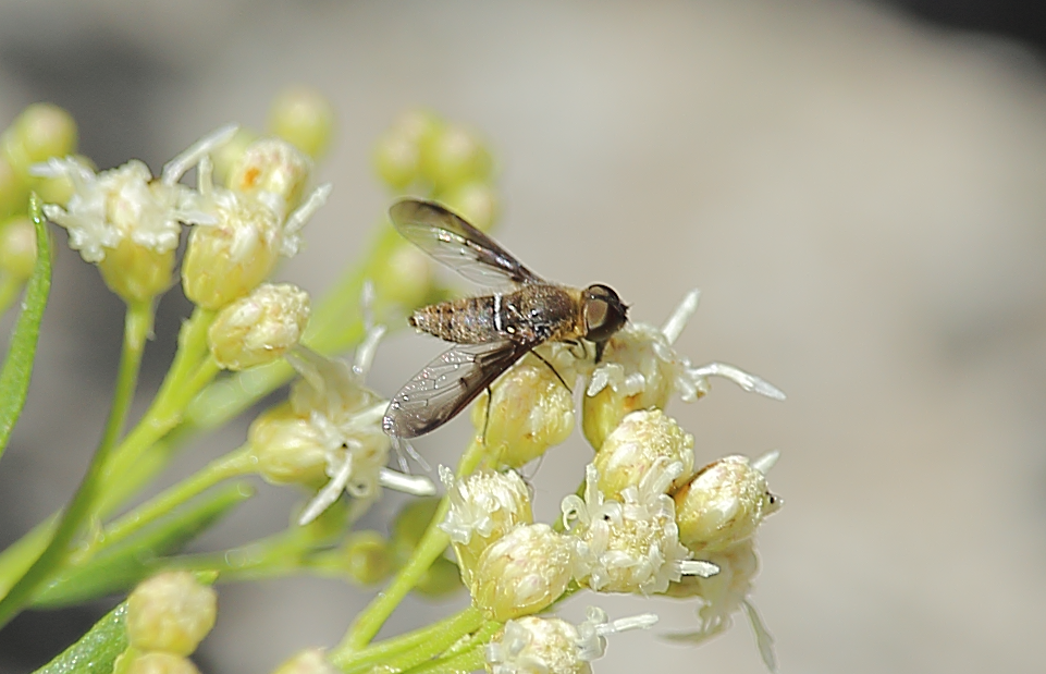 Diplocampta marnefi