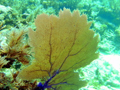 Purple Sea Fan